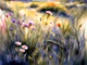 Moody Grass