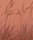 Moody Grass