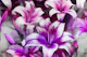 Mysterious Lillies Abstract Watercolor Floral