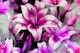Moody Lillies Abstract Watercolor Floral