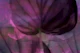 Moody Leaf Abstract Floral Fluid Art