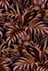 Tropical Garden - Burnt Orange