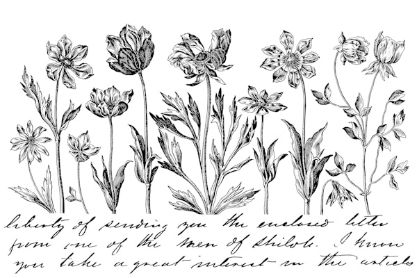 Historic Flower Drawing Script Black White