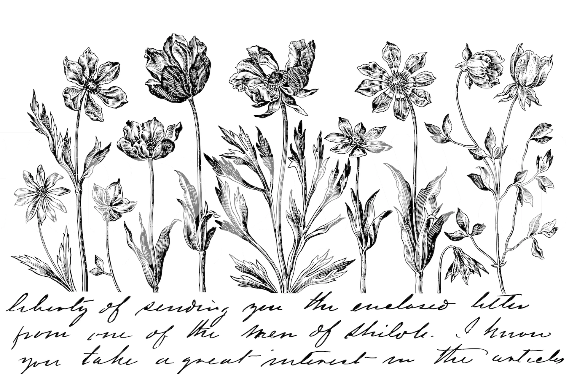 Svarta och vita vintage botaniska skisser med manusväggmålning