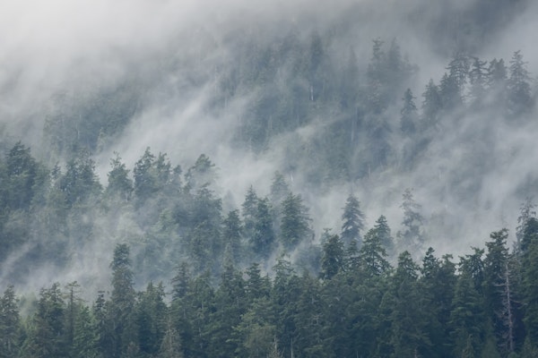 Quinault Rain Forest