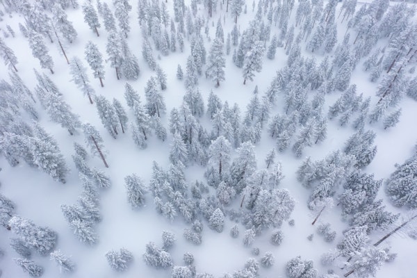 Aerial Winter Forest