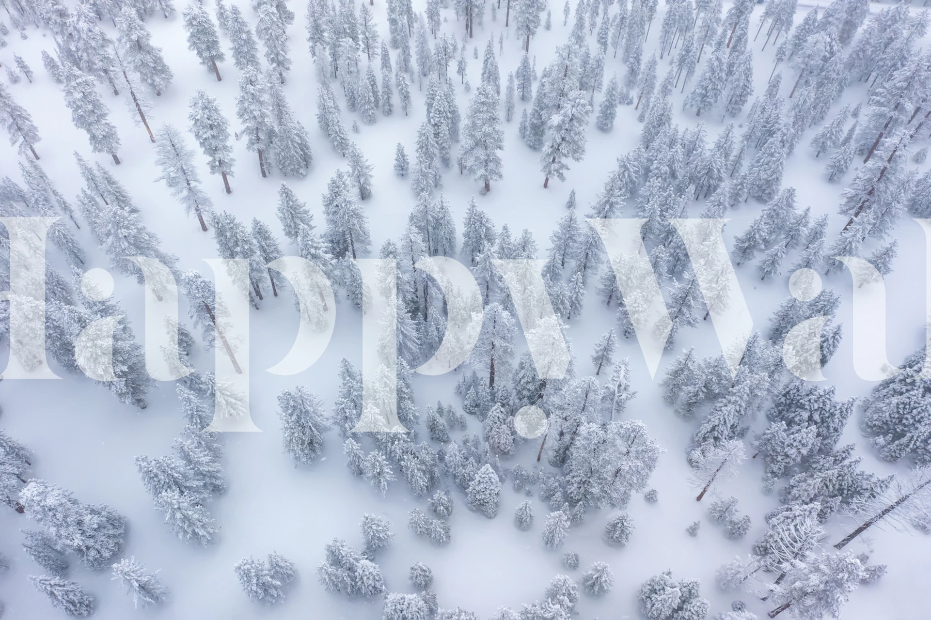 Aerial view of snowy winter forest with evergreen trees wallpaper