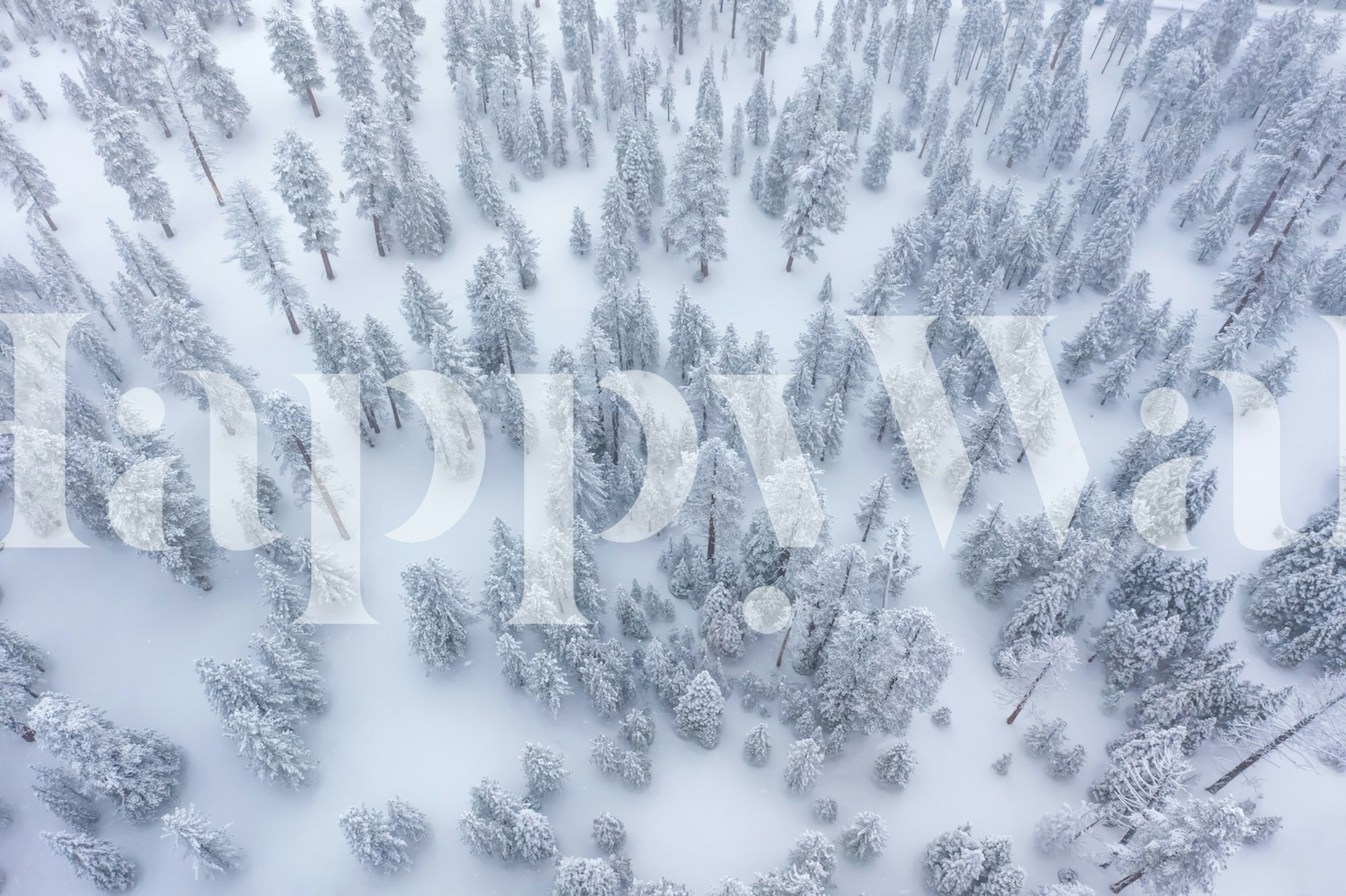 Aerial view of snowy winter forest with evergreen trees wallpaper