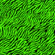 Wallpaper Zebra 3