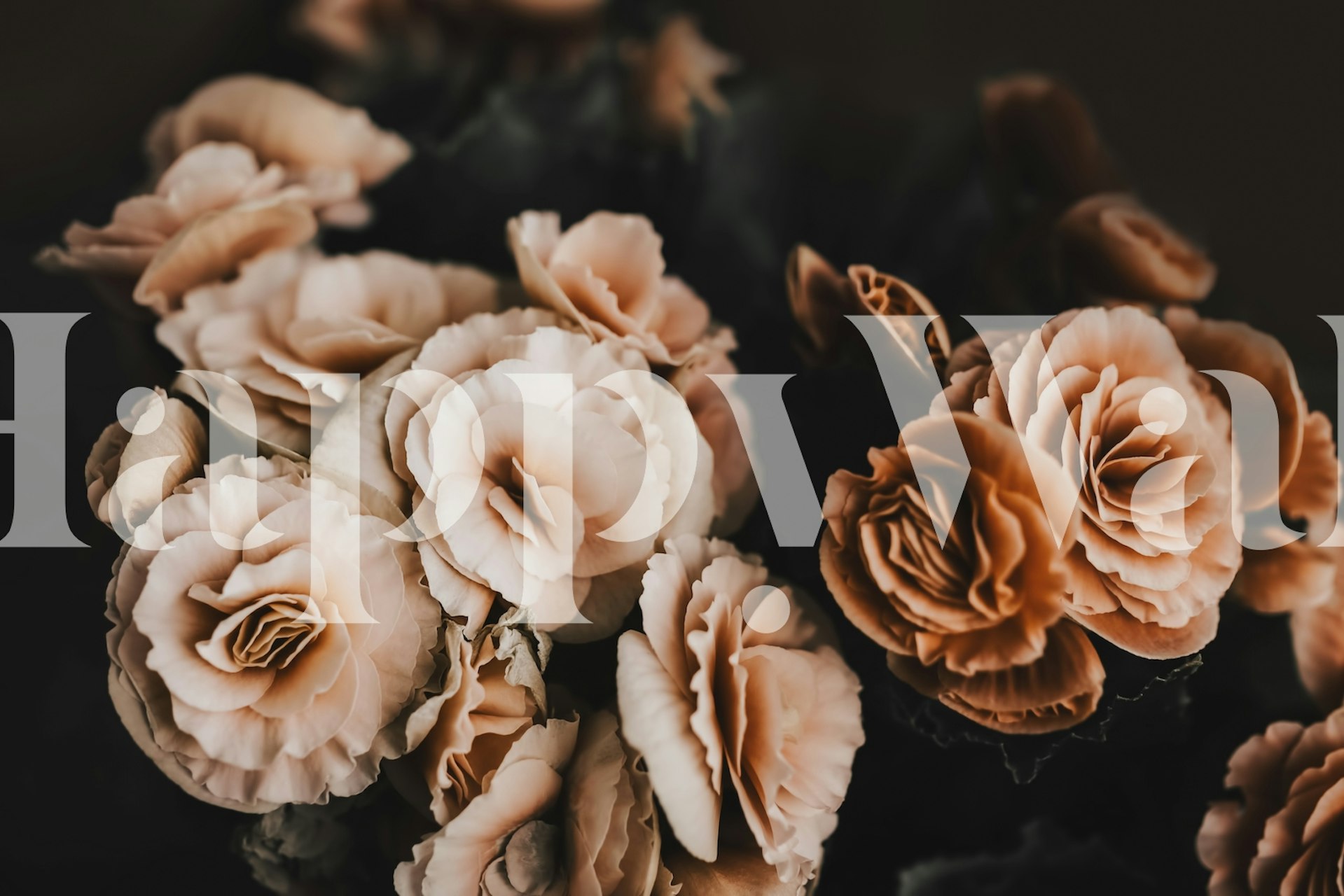 Beige i earth tone Begonias