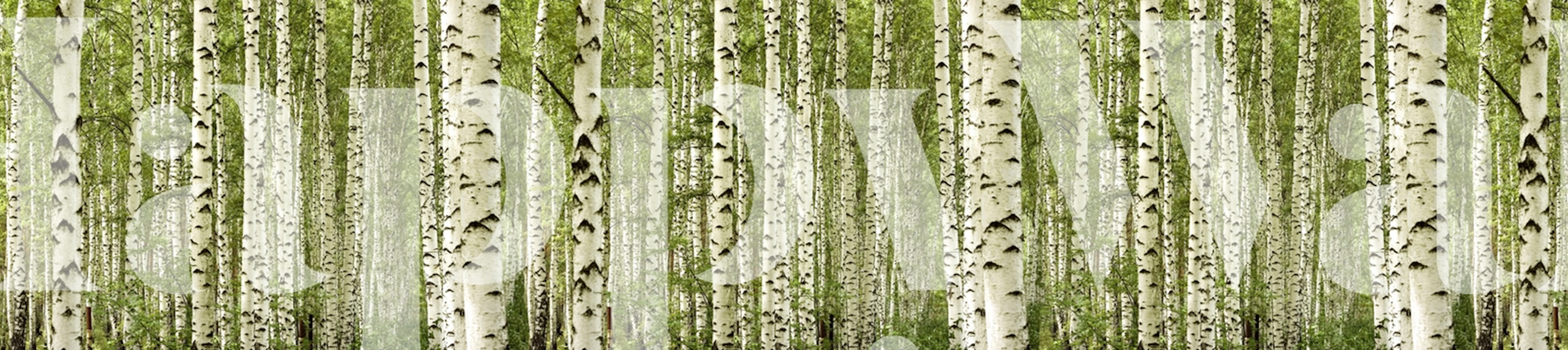 Carta da parati XXL Birch Trees che mostra una fitta foresta di betulle con corteccia bianca e foglie verdi