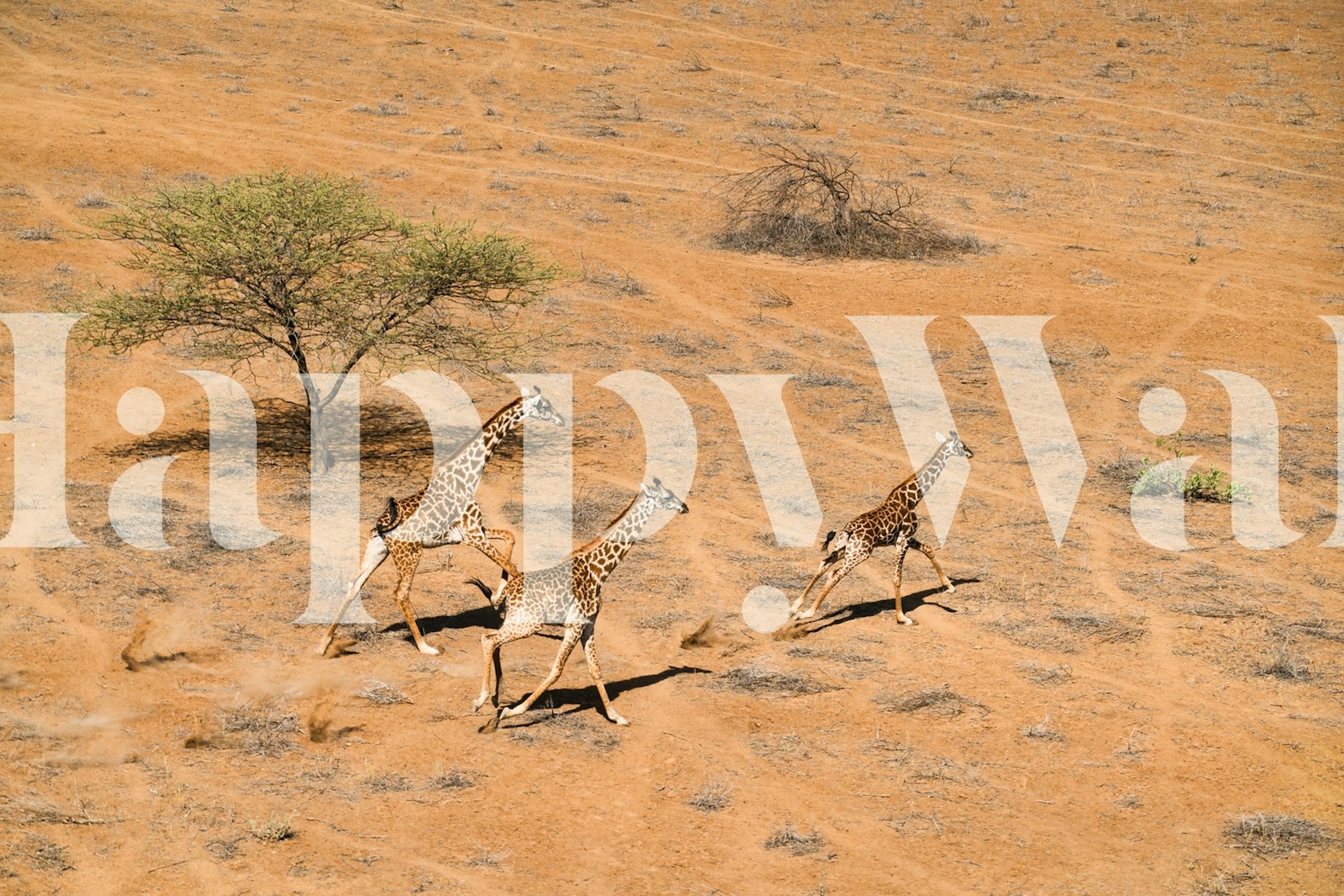 Three giraffes running across a sandy landscape wallpaper