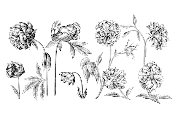 Historic Flower Drawings Black And White