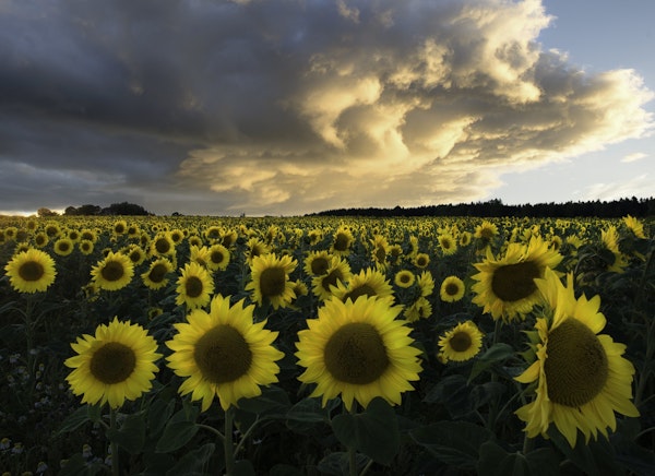 Sunflowers in Sweden