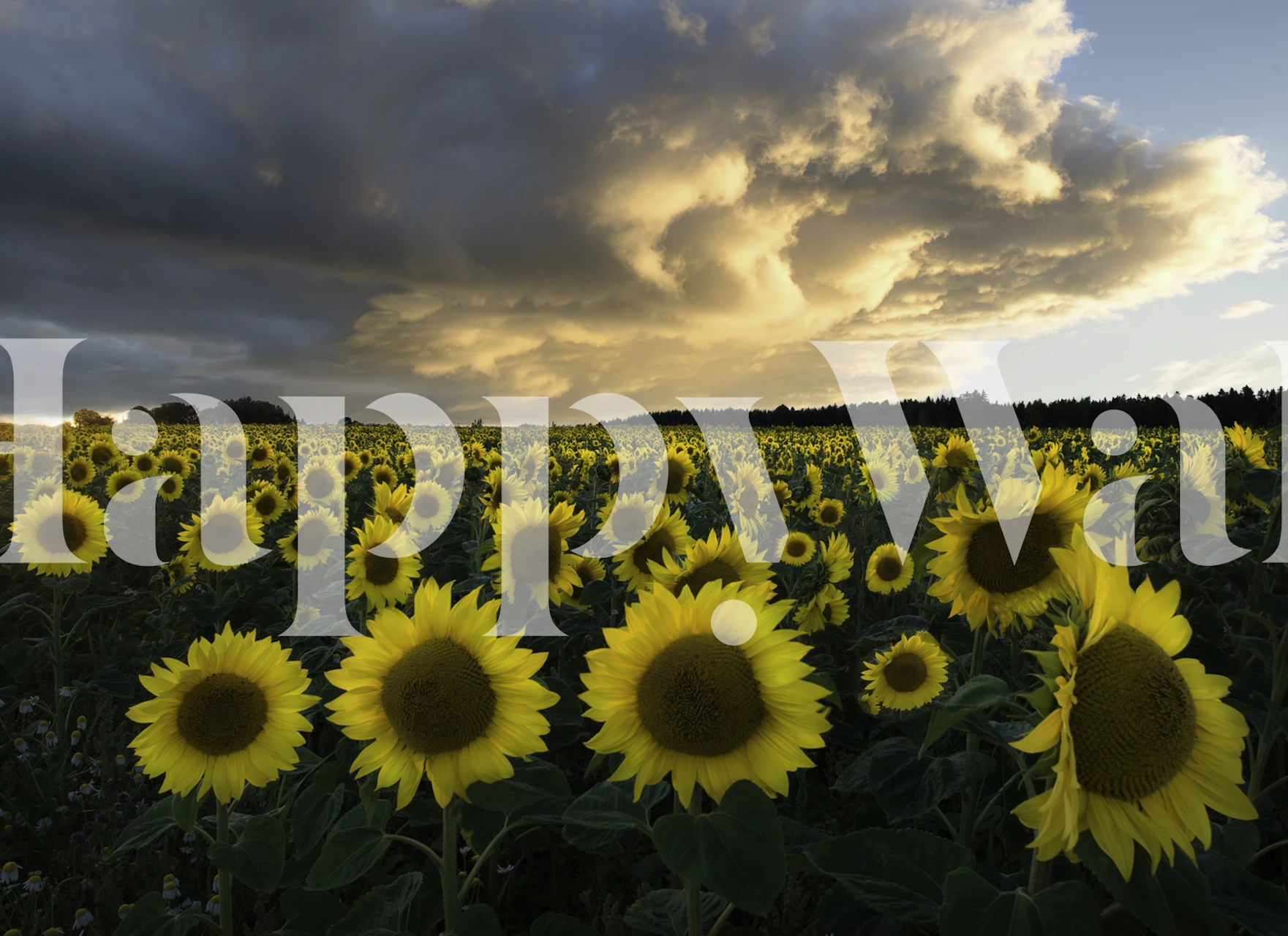 Die Fototapete „Sonnenblumen in Schweden“ zeigt ein Feld blühender Sonnenblumen unter einem bewölkten Himmel