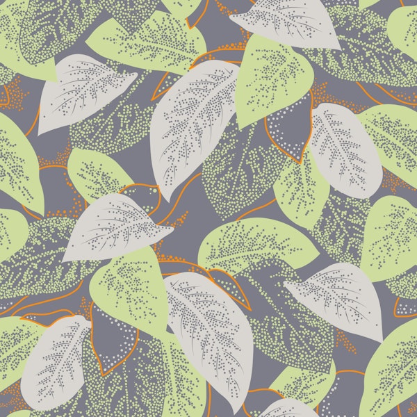 Dieffenbacchia houseplant grey and lime