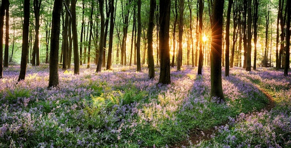 Bluebell sunrise