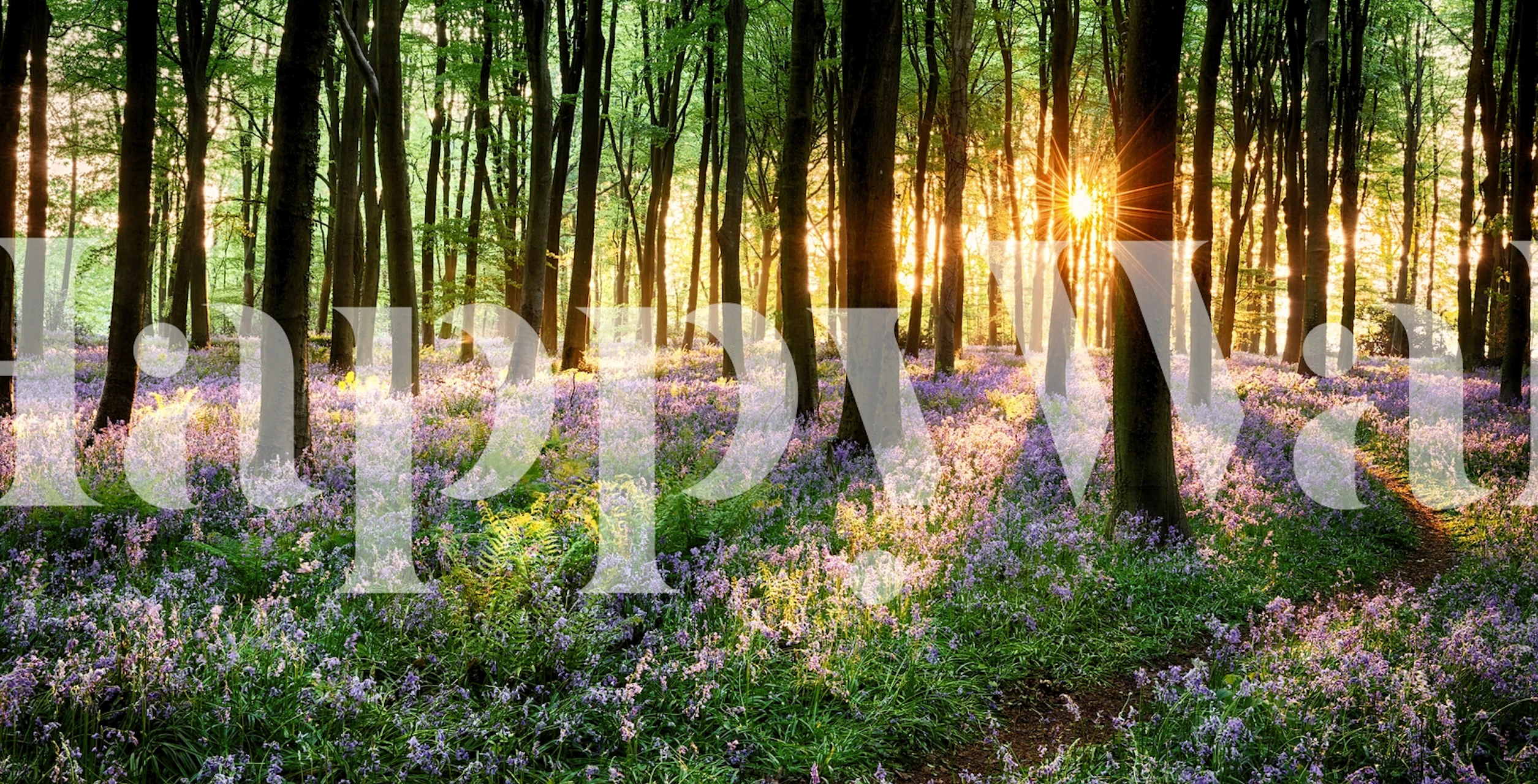 Fields of purple bluebells and green trees wallpaper