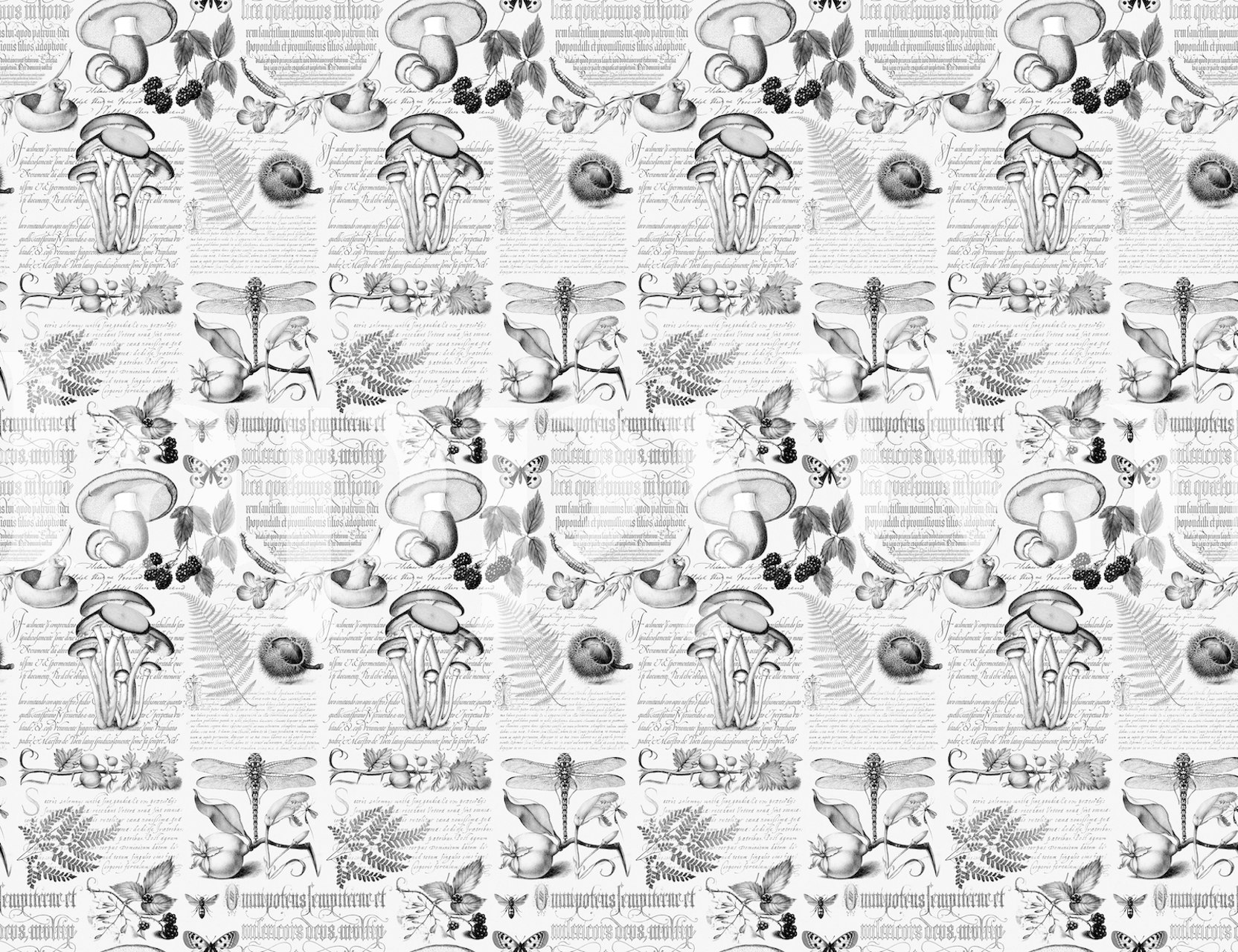 Black and white botanical illustration wallpaper featuring mushrooms, flowers, and handwritten text.