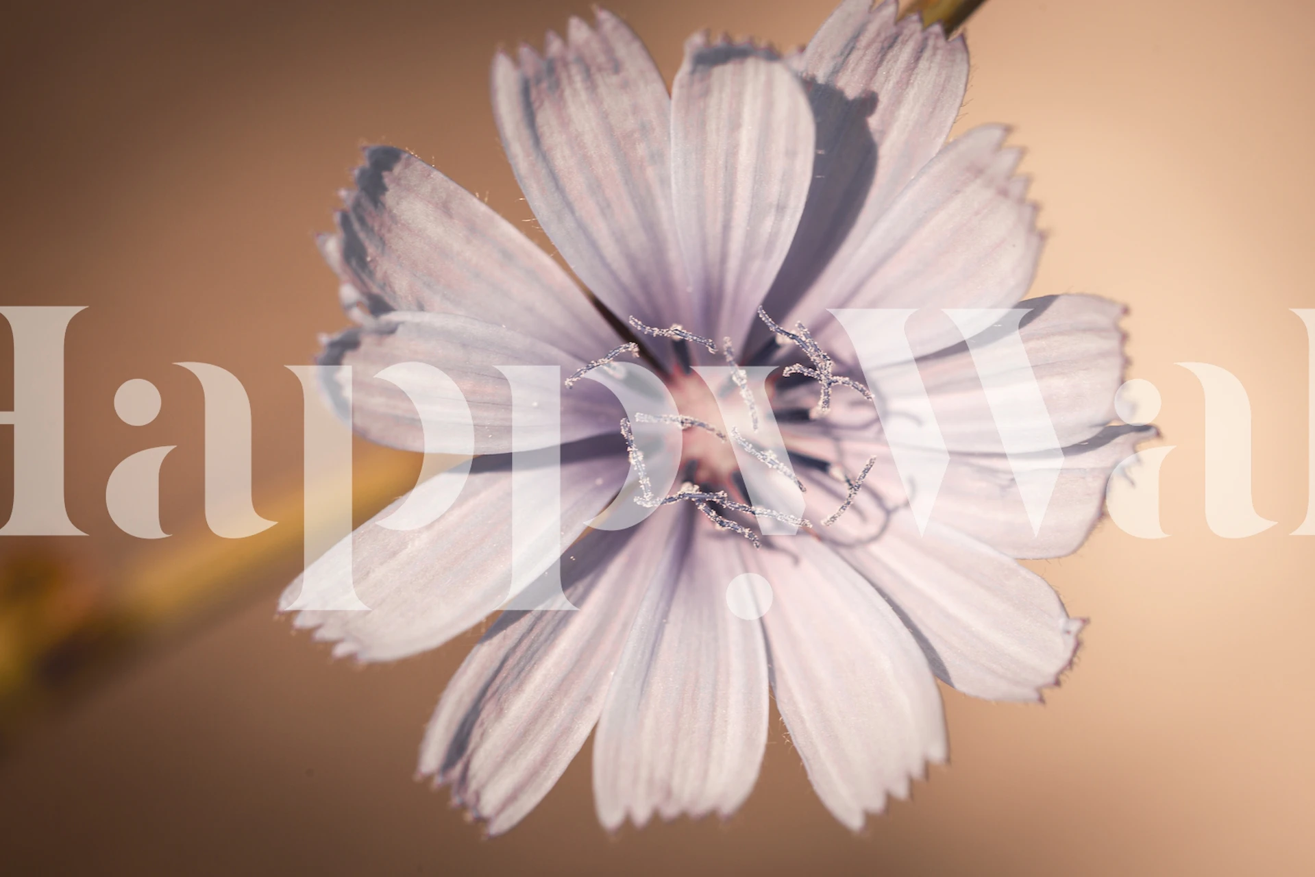 Velvet Blossom Tapete in einem Raumsetting