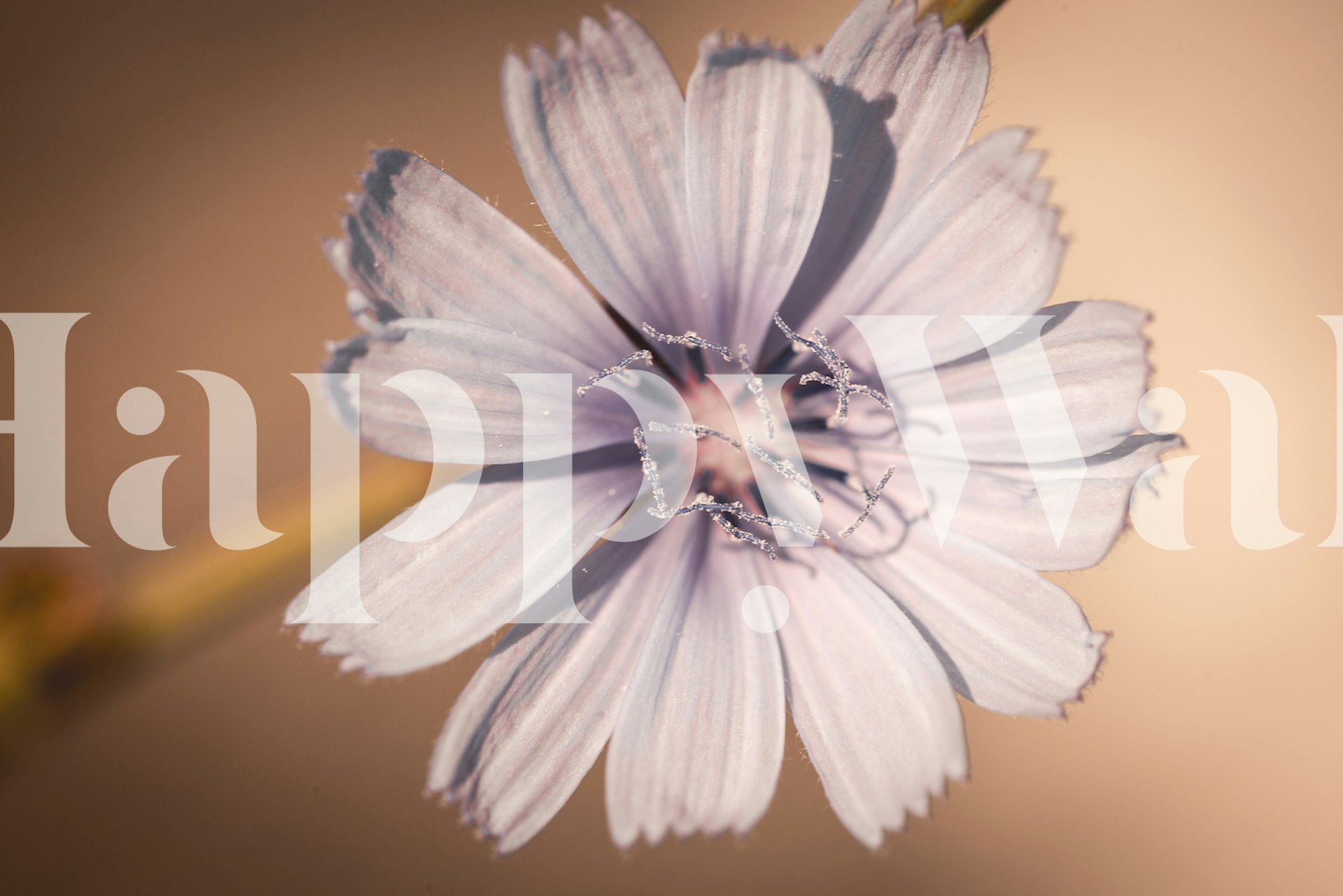 Ταπετσαρία Velvet Blossom σε ρύθμιση δωματίου