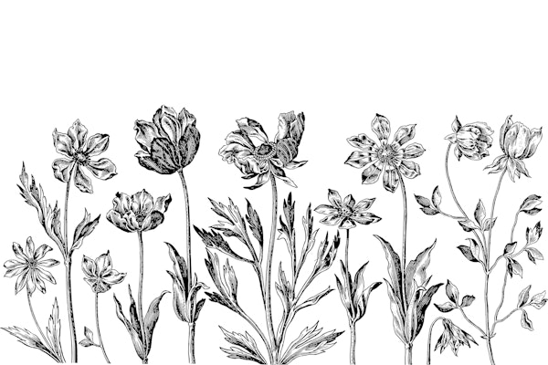 Historic Flower Drawing Black And White