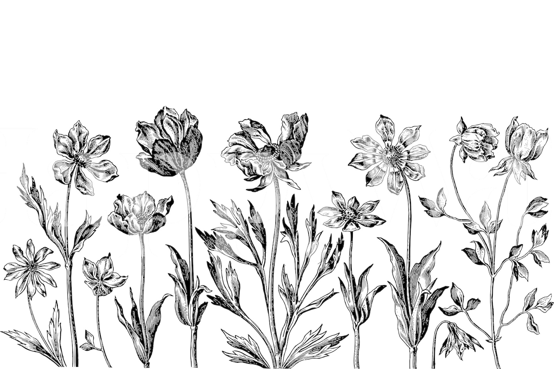 Mural de parede em preto e branco com esboços históricos de flores botânicas