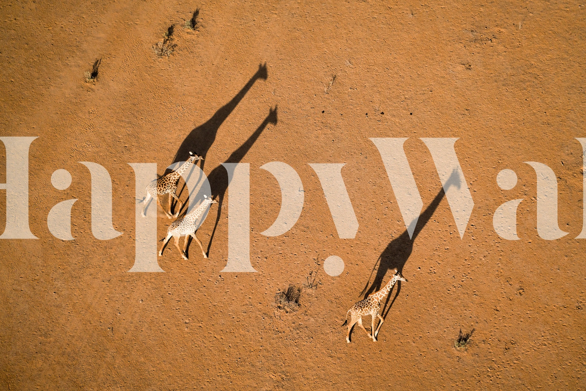 Walking under sunset wallpaper in a room