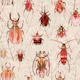Peach Beetles and Scarabs