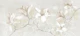Magnolia Morning Pastel Cream