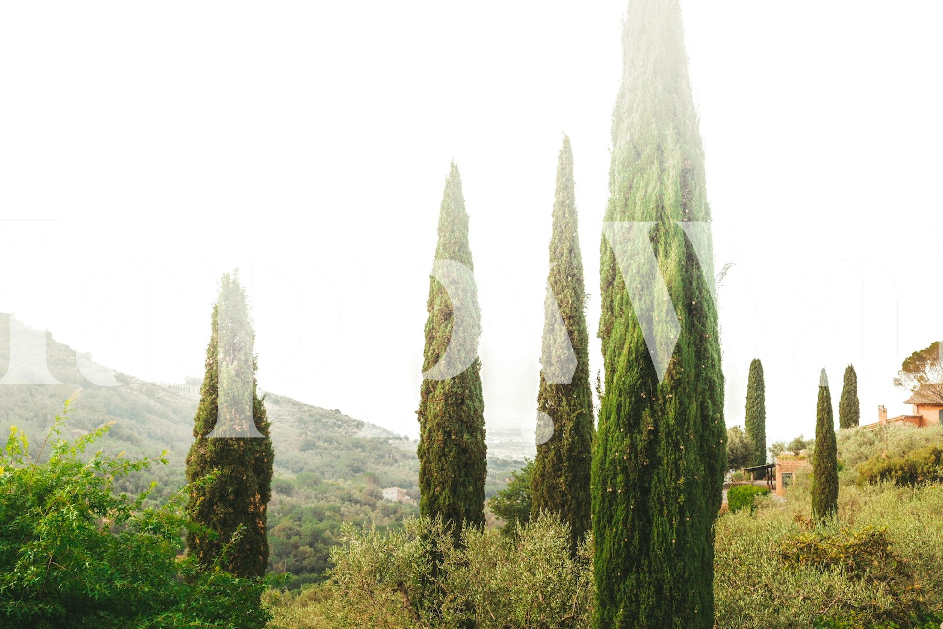 Cypress trees against a soft, misty landscape wallpaper