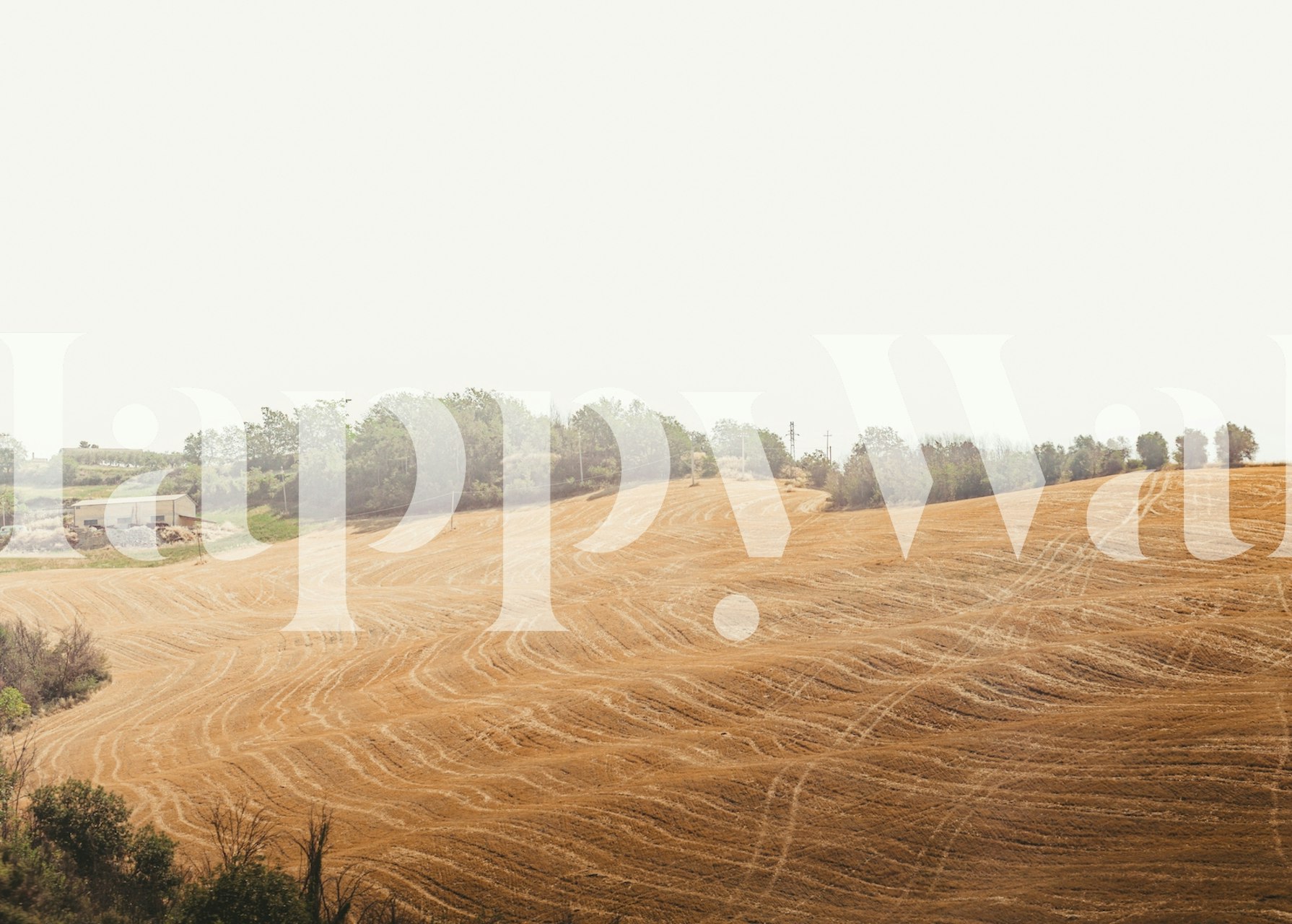 Toscana field of Gold tapet i et rom