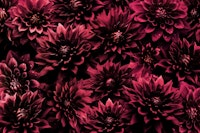 Opulent Moody Dark Burgundy Baroque Dahlias 1 ταπετσαρία