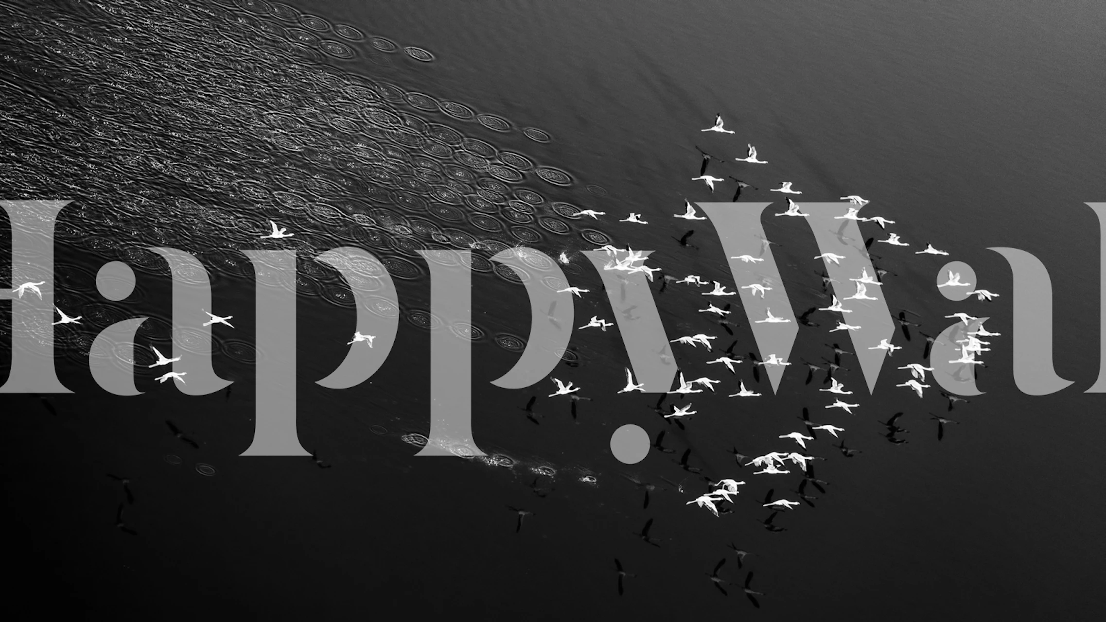 Black and white bird silhouette wallpaper with abstract patterns.