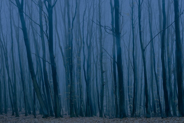 Foggy Morning in the Forest