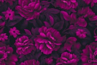 Velveteen Flowers Pink Floral Luxury Opulenz behang
