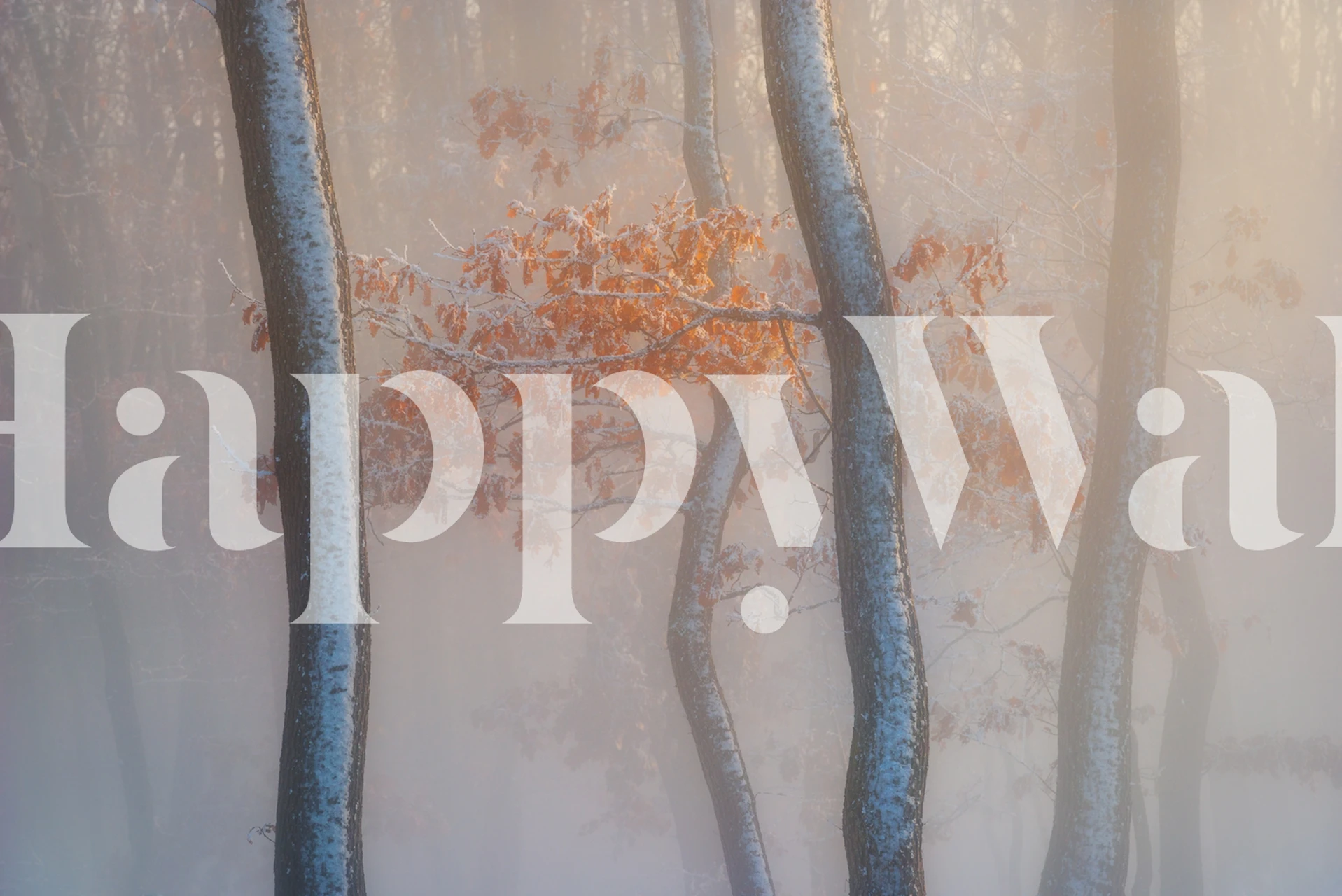 Foggy forest scene with mist and autumn-colored leaves wallpaper