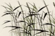 Wild Bamboo Grasses on Creme
