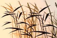 Sunny Wild Bamboo Grass carta da parati