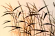 Sunny Wild Bamboo Grass