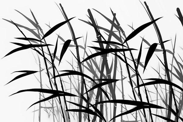 Black and White Bamboo Grass Meadow