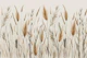 Wild Japandi Grass Botanical