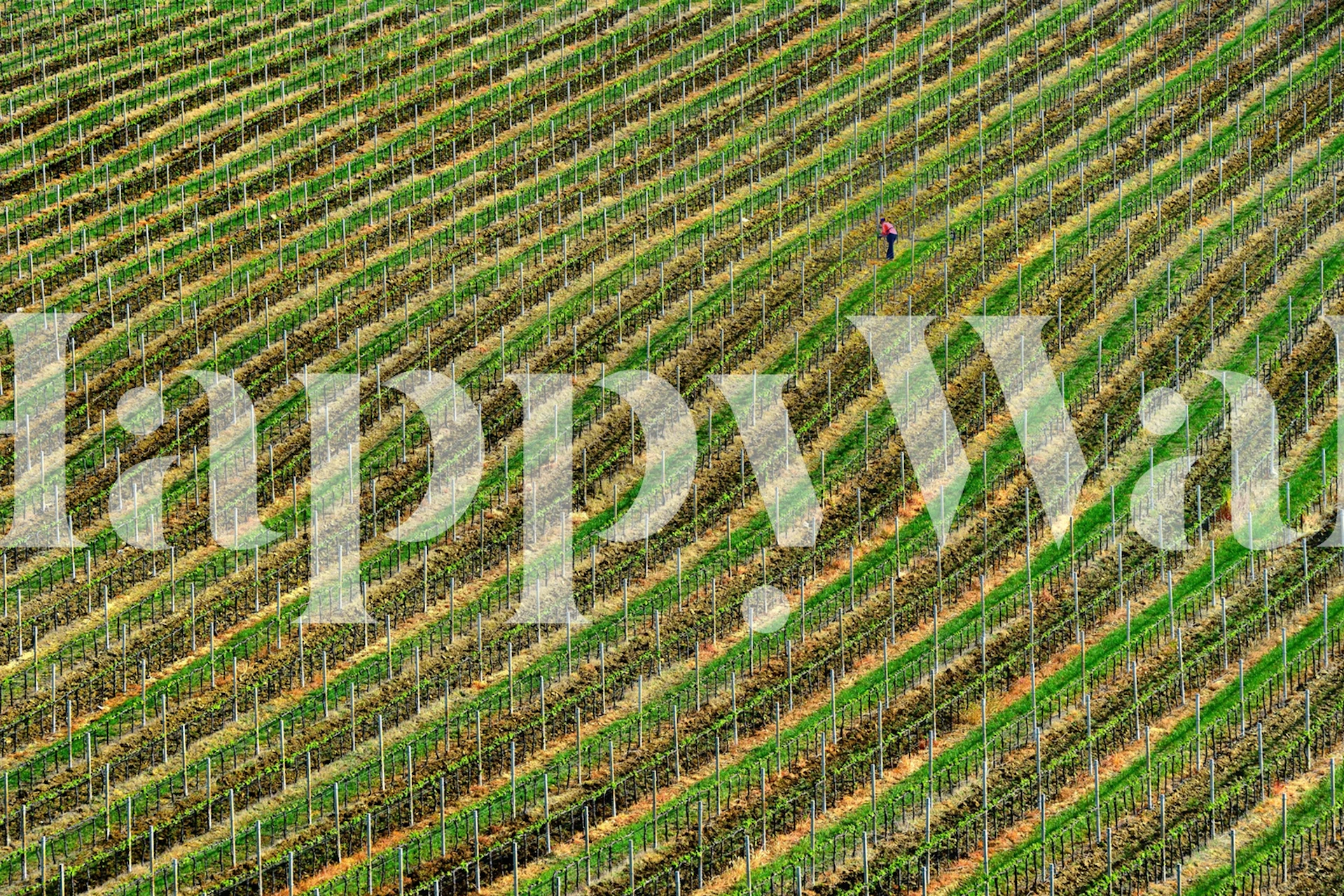 Wallpaper featuring green vineyards in a room
