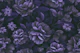 Velveteen Purple Moody Flower Luxury Opulence