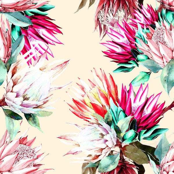 King proteas bloom II W