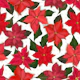 Poinsettias 1