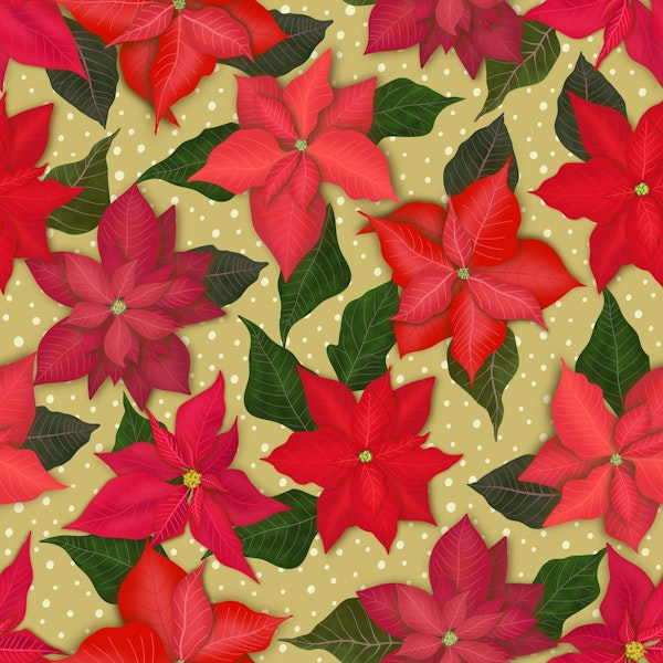 Poinsettias 2