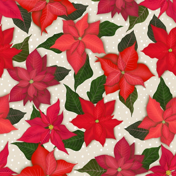 Poinsettias 3