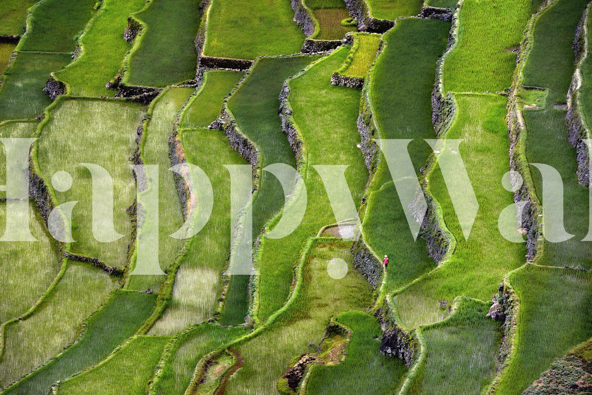 Papel tapiz Terrace Walking en una habitación