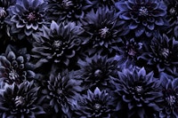 Opulent Moody Dark Blue Baroque Dahlias ταπετσαρία